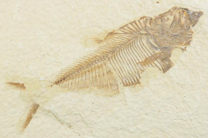 Bargain, Fossil Fish (Diplomystus) - Wyoming #369494